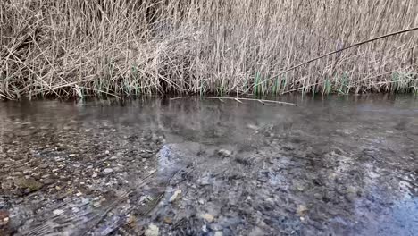 Agua-Clara-Del-Río-Arroyo-Que-Fluye-Corriente-De-Agua-Fría-De-Montaña,-Vídeo-Estático