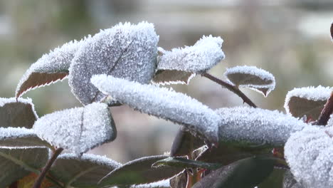frost-covered leaves