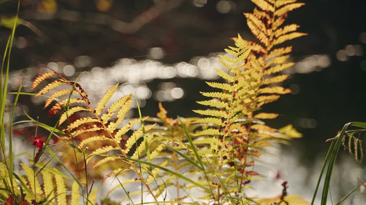 Autumn ferns illuminated by bright sunshine near a forest stream, North America, Quebec, Montreal, Canada.