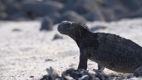 Iguana-Marina-Parada-En-Una-Playa-De-Arena-En-Las-Galápagos-Mirando-Alrededor