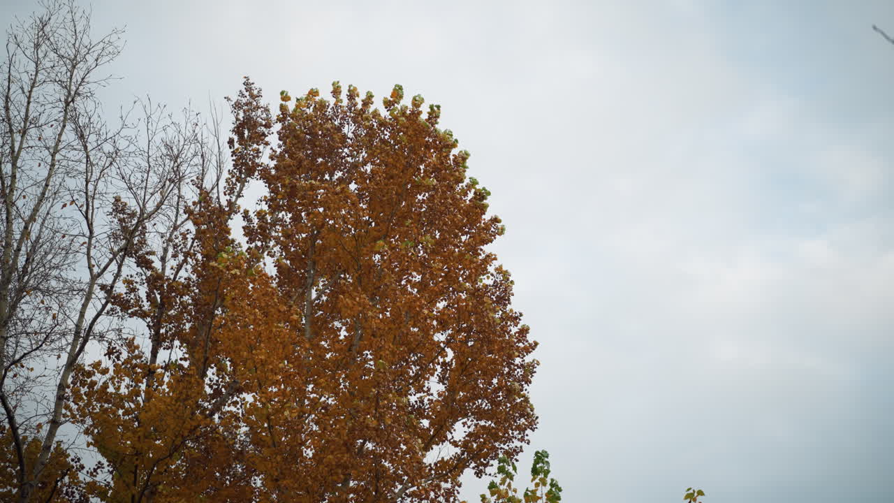 황금의 가을 잎은 바람에 부드럽게 흔들리고, 그들의 따뜻한 색조는 부드러운 하늘 색조와 대조되며, 미묘한 움직임은 평온한 계절의 장면에 깊이를 더합니다.