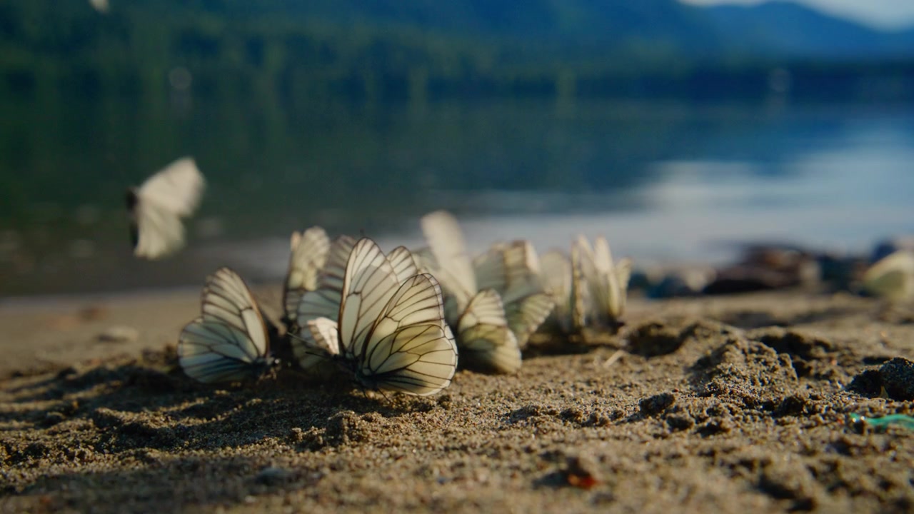White butterflies flutter over sandy beach near water. Wings catch light as they rise and fall. Calm scene with soft focus on shoreline and trees. Footage works for nature, travel. No people visible