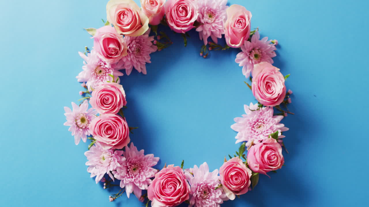 복사 공간과 함께 파란색 배경에 분홍색 장미와 꽃받침의 오버헤드 비디오