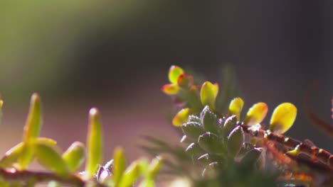 Close-up,-water-droplets-falling-onto-succulent-plant-leaves