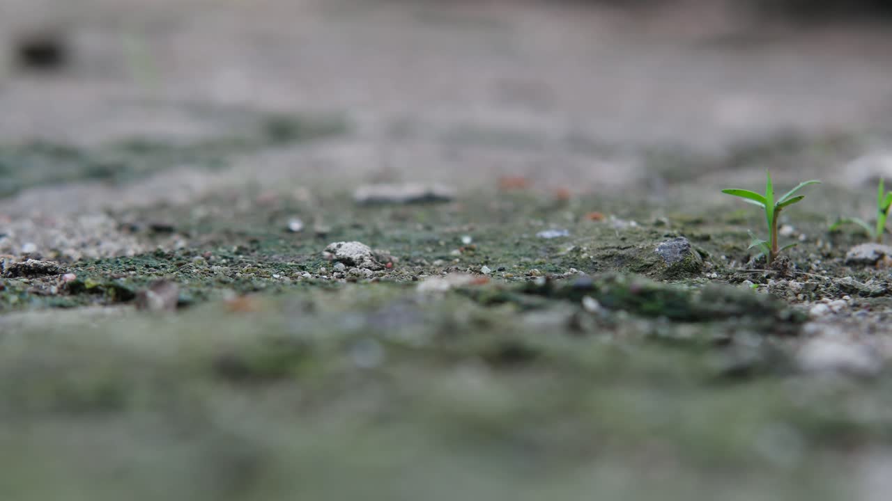 close up of red ants walking on the ground