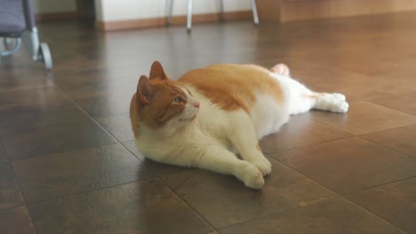 gran gato naranja tirado en el suelo dentro de la casa