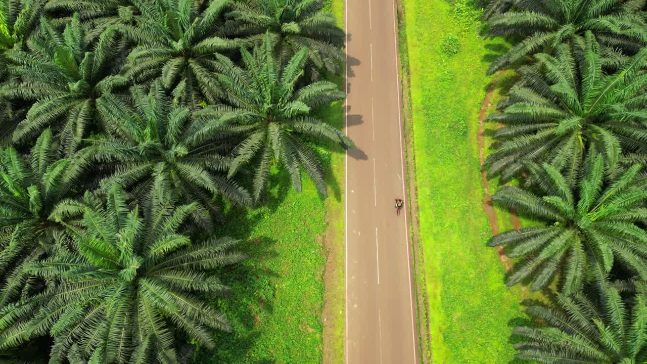 From above a cyclist on a road surrounded by palm trees. São Tomé,Africa