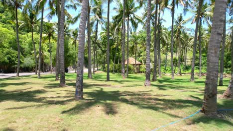 drone flying backwards in tropical coconut tree field on sunny day at pantai prasi in bali