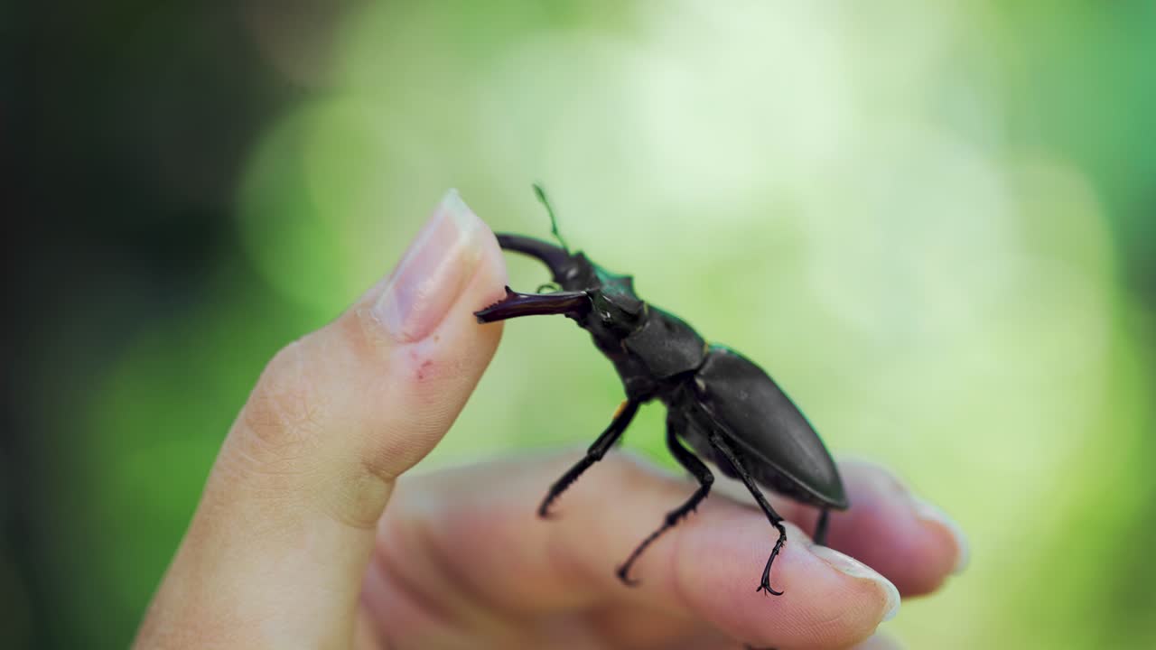 Big horned beetle. Stag beetle on a hand. (Lucanus cervus)