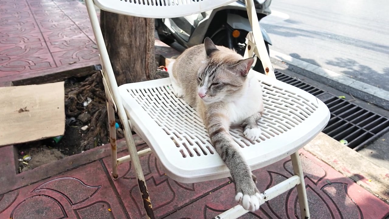 Un gatto soriano domestico si rilassa su una sedia di plastica bianca durante una giornata di sole all'aperto