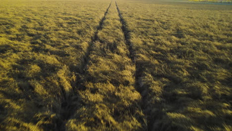 aérea sobre doble vía a través de un campo de canola seco en una granja en las praderas de alberta
