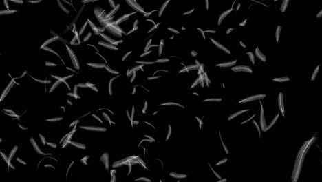 feathers falling on black background 4k