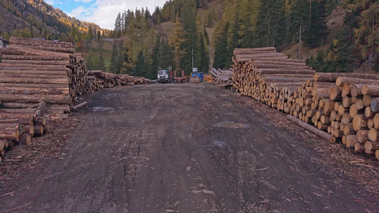 Stacked logs on forest floor, seen from above, Northern Italy