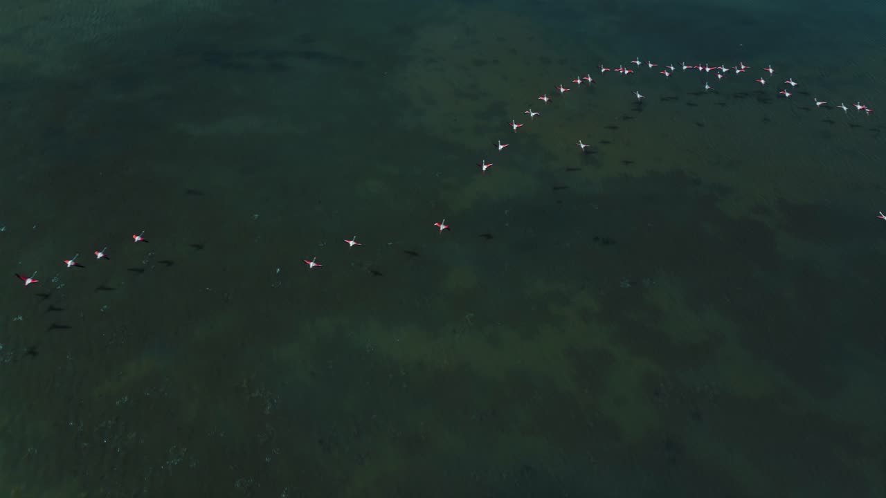 플라밍고 무리가 날개와 다리가 움직이는 푸른 석호 물 표면을 날기 시작합니다