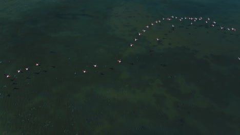 Una-Bandada-De-Flamencos-Comienza-A-Volar-Sobre-La-Superficie-Del-Agua-De-La-Laguna-Azul-Con-Alas-Y-Piernas-Moviéndose