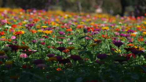 Closeup-of-colorful-flowers-in-a-field