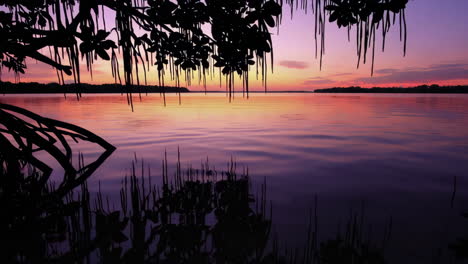 sunset over a mangrove river