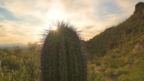 la hermosa puesta de sol detrás de una planta de cactus saguaro en el parque montañoso de tucson, arizona - plano amplio