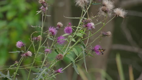 una toma fija de una polilla de halcón colibrí burt-spot bebiendo de diente de león en japón