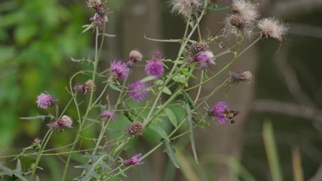 a fixed shot of a burt-spot hummingbird hawkmoth drinking from dandelion in japan