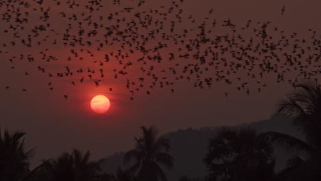 thousands of bats fly above a lush jungle forest, silhouetted by the bright orange glowing setting sun in a hazy sky in battambang, cambodia