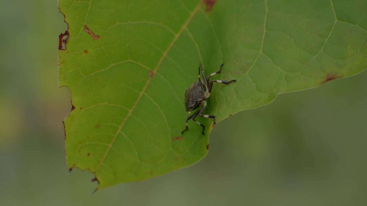 Stink Bug Perched On The Green Leaves. - closeup shot