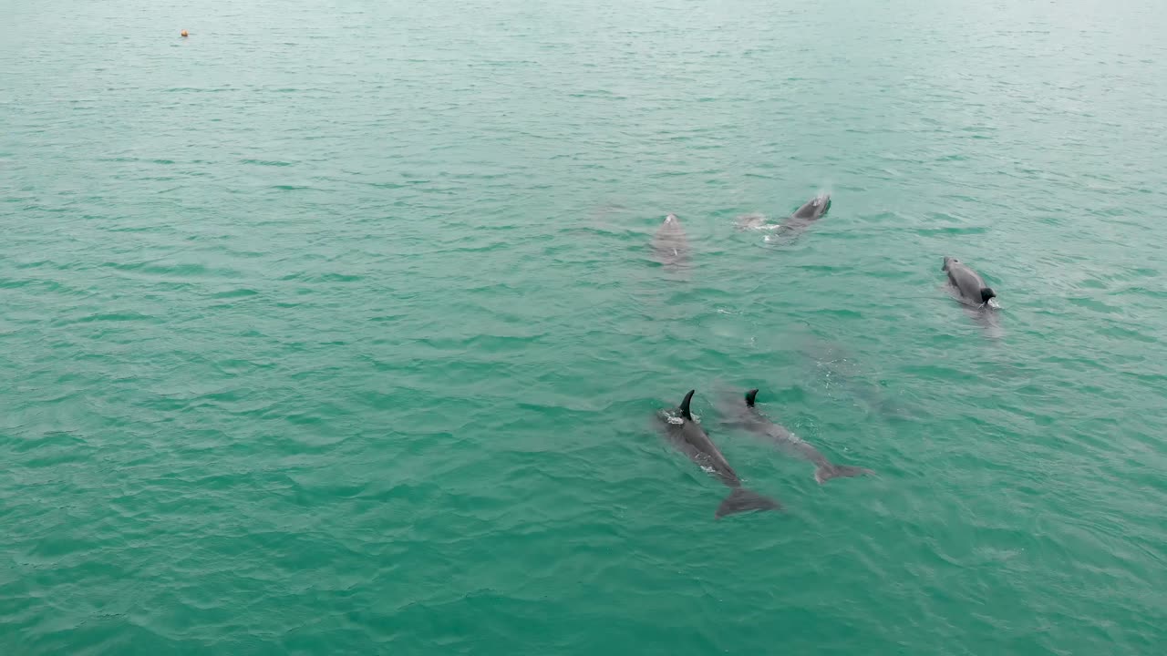 Aerial drone slowly flying over a school of wild playful dolphins, close together