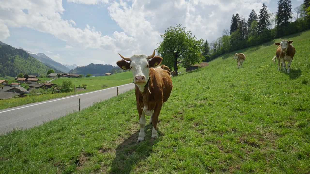 Belle mucche svizzere marroni e bianche che pascolano in rigogliosi pascoli alpini verdi durante la primavera nelle Alpi svizzere, circondate da montagne, natura e paesaggi rurali tradizionali