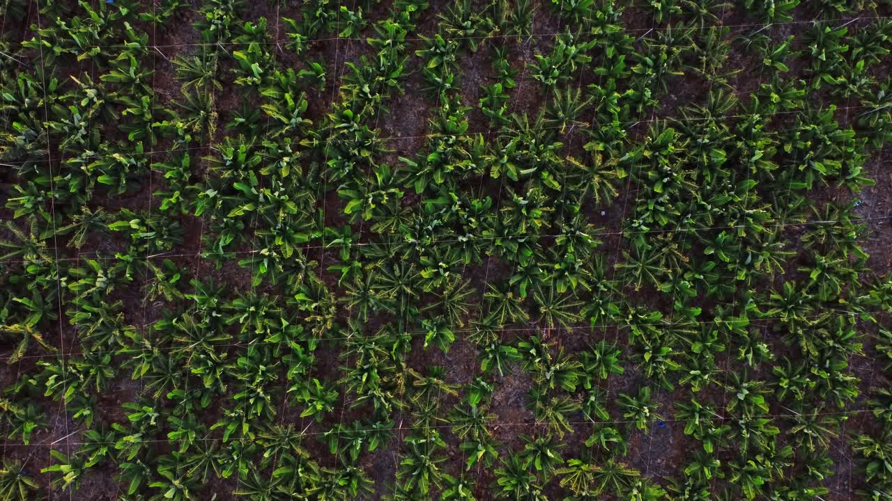 cosecha próspera de las plantaciones de plátanos en tenerife, españa