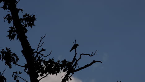 silueta de pájaro pequeño posado en una rama sin hojas