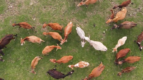 Top-down-aerial-of-herd-of-cows-of-different-color-grazing-happily-moving-tails