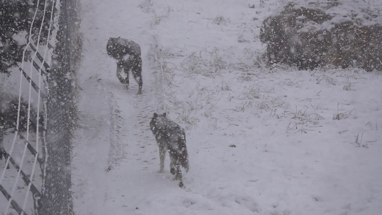 Two Tundra Wolves walking near a fence in a snow storm