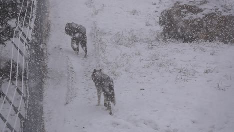 two tundra wolves walking near a fence in a snow storm