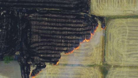 Aerial-drone-shot-of-Stubble-burning-of-left-overs-from-wheat-field-harvest-causing-smog-and-heavy-air-pollution-in-north-india