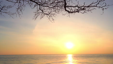 tree silhouette at sunset over calm sea. slow-motion