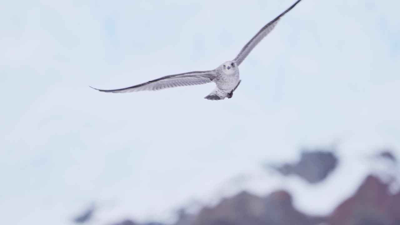 Antarctica Seabird Flying in Slow Motion, Bird Flying in Winter Scenery, Seabird in Flight Flying Past Mountains and Ice in Cold Winter Scene with Amazing Beautiful Antarctic Peninsula Landscape