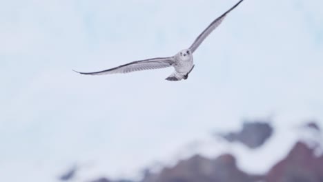antarctica seabird flying in slow motion, bird flying in winter scenery, seabird in flight flying past mountains and ice in cold winter scene with amazing beautiful antarctic peninsula landscape
