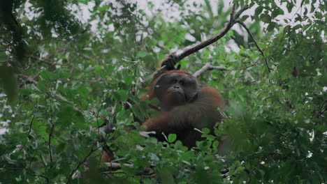 orangutan in a tree