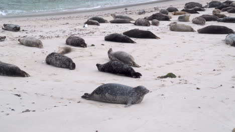 Cute-Harbor-Seal-Galumphing-and-Wiggling-on-a-Crowed-Beach-of-other-Seals---Casa-Beach-in-La-Jolla,-California---4K