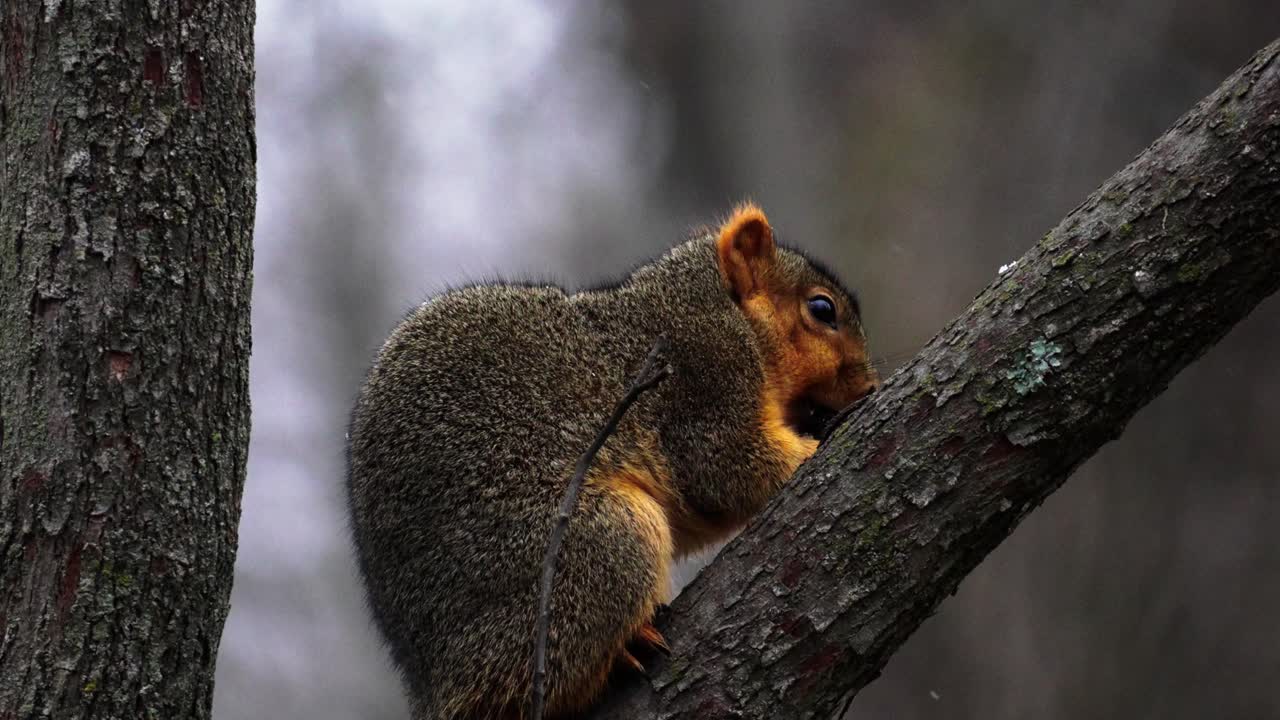 primer plano de una ardilla roja posada en una rama comiendo nueces