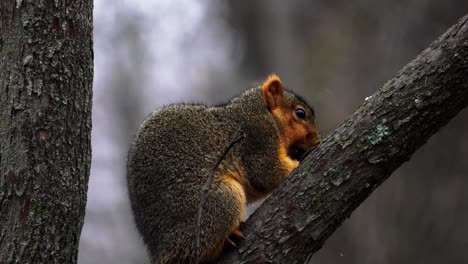 Close-up-shot-of-a-red-squirrel-perched-on-a-branch-eating-nuts