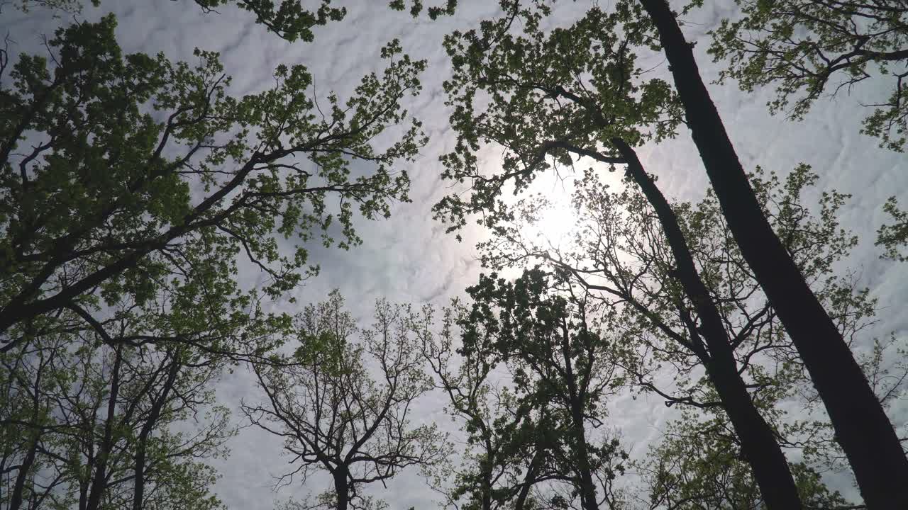 오후의 빛과 함께 나무의 울창한 초록색 잎자루의 아래쪽 뷰 01