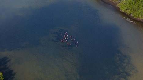 drones orbitan alrededor de bandadas de flamencos que se alimentan en medio de un gran estanque.