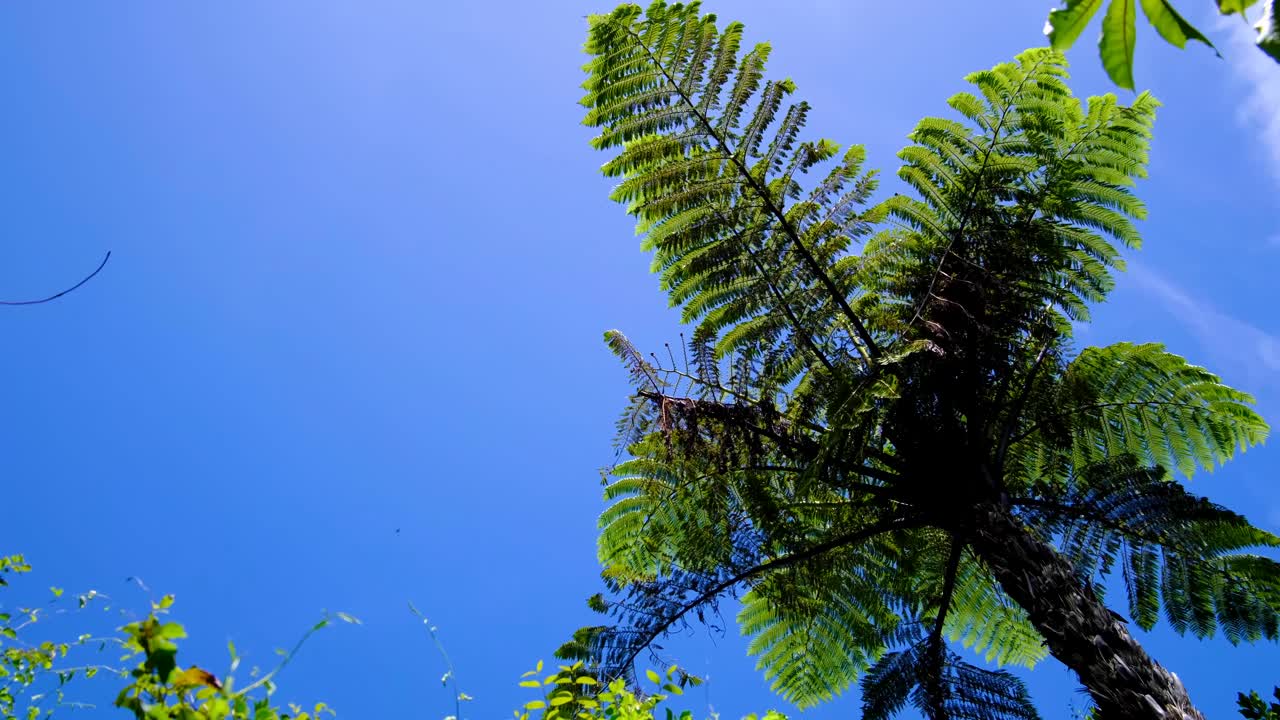 Black New Zealand tree fern against sunny blue sky with fronds gently moving in breezy wind of forest environment in wilderness of NZ Aotearoa