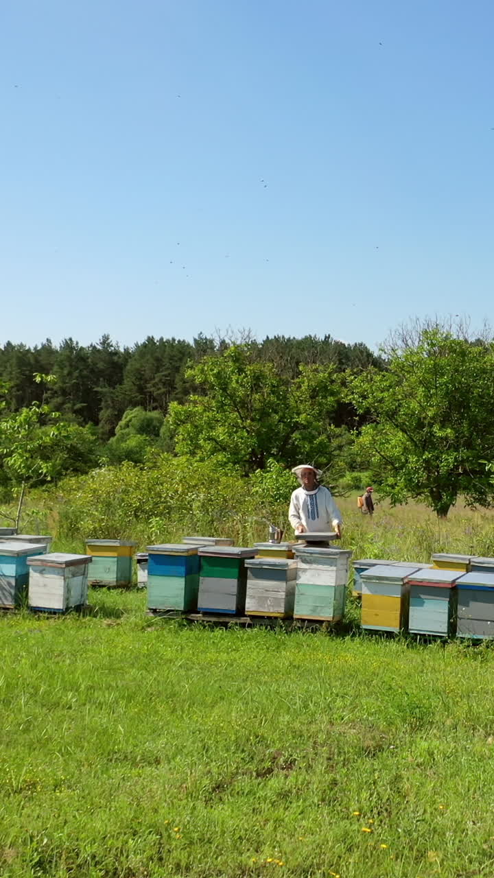 Wooden hives in green nature. Beekeeper in a protective hat works in an apiary. Experienced apiarist in a bee farm garden. Apiculture concept. Vertical video