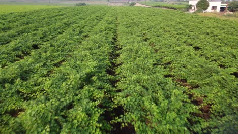 drone flying over green rows of grape plants, indian grape vineyard field