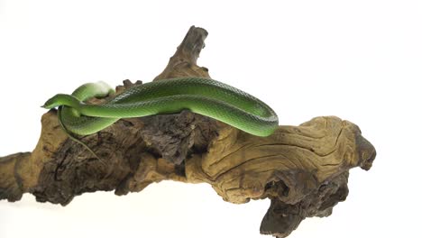 green snake coiled on driftwood