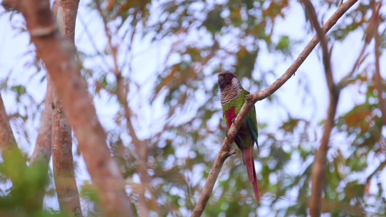 perico de pecho gris en peligro de extinción, percha en un árbol en el bosque nublado de la selva tropical