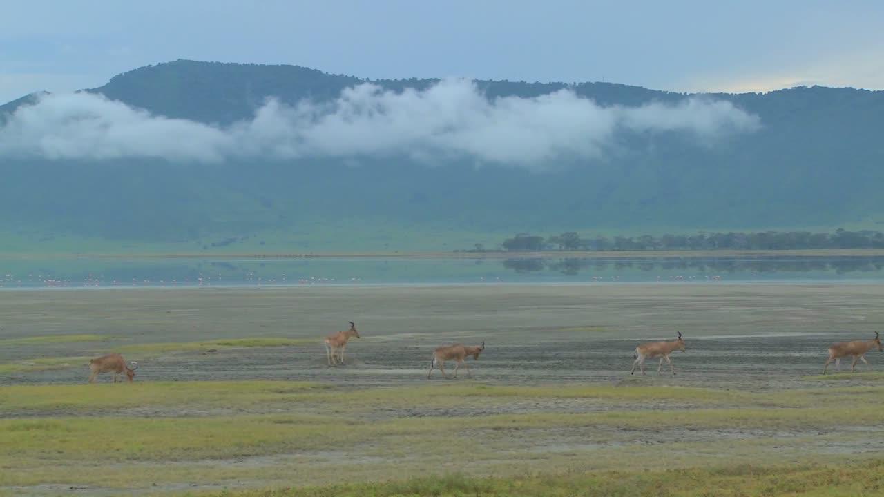 eland antelopes는 아프리카 1 평원의 호수 근처를 걷습니다.