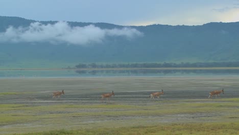 eland antelopes walk near a lake on the plains of africa 1